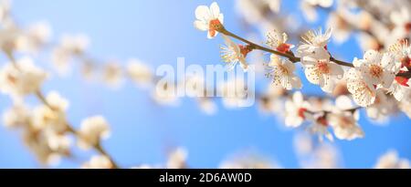 Frühlingshintergrund, Panorama, Banner - Blumen von Aprikosenbaum (Prunus armeniaca) auf dem Hintergrund eines blühenden Gartens, Nahaufnahme mit Platz für Text Stockfoto