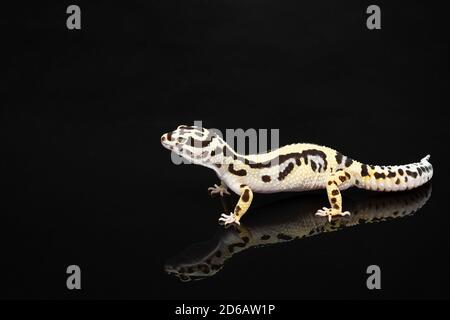 Schwarz und Elfenbein Leopard Gecko Eidechse mit blau grauen Augen Mit einer Reflexion auf schwarzem Hintergrund Stockfoto