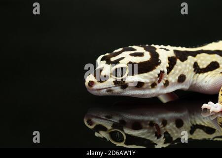 Schwarz und Elfenbein Leopard Gecko Eidechse mit blau grauen Augen Mit einer Reflexion auf schwarzem Hintergrund Stockfoto