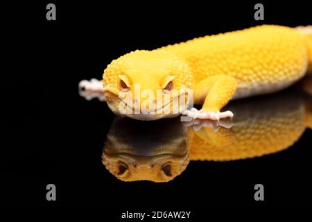 Gelbe Leopardengecko-Eidechse mit roten Augen und einem Spiegelbild Auf schwarzem Hintergrund Stockfoto