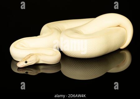 Nahaufnahme eines elfenbeinfarbenen Buttermorph-Ballpython-Erwachsenen-Ganzkörperlügen Auf einem schwarzen Hintergrund mit einer Reflexion Stockfoto