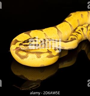 Nahaufnahme eines braunen, grünen und gelben Buttermorph-Ballpython-Erwachsenen-Vollkörpers, der auf einem schwarzen Hintergrund mit einer Spiegelung liegt Stockfoto