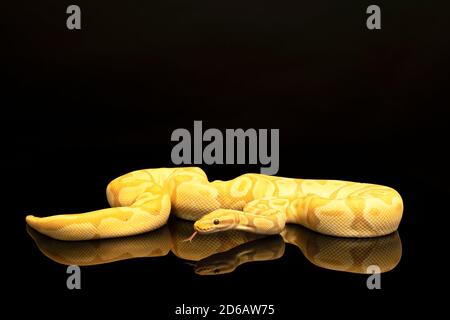 Nahaufnahme eines braunen, grünen und gelben Buttermorph-Ballpython-Erwachsenen-Vollkörpers, der auf einem schwarzen Hintergrund mit einer Spiegelung liegt Stockfoto