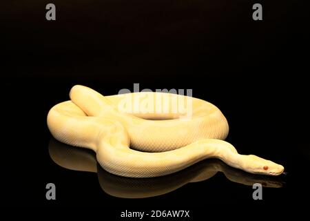 Nahaufnahme eines gelben und elfenbeinfarbenen Buttermorph Ballpython Erwachsenen voll Körper liegt auf schwarzem Hintergrund mit einer Reflexion Stockfoto