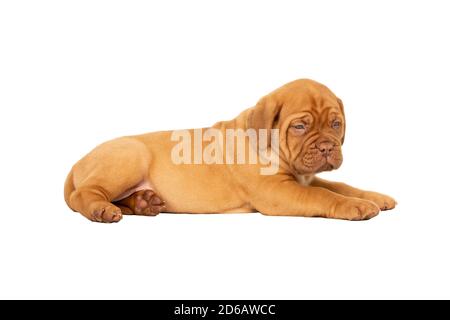 Cute Welpe Französisch Rasse Dogue de Bordeaux liegen isoliert auf Ein weißer Hintergrund mit Kopierbereich Stockfoto