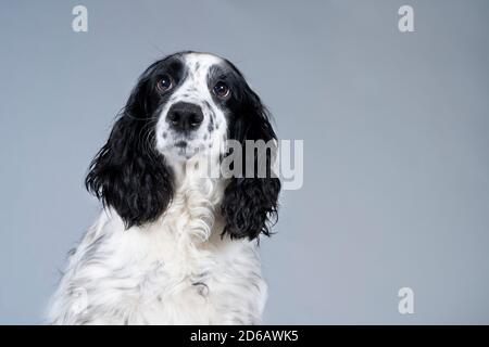 Porträt eines niedlichen englischen Cocker Spaniel sitzend Blick auf Die Kamera auf grauem Hintergrund Stockfoto