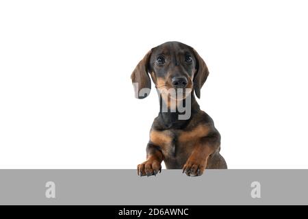 Nahaufnahme eines zweifarbigen Dachshund-Hundes mit braunem Drahthaar Isoliert auf weißem Hintergrund mit grauem Untergrund Stockfoto