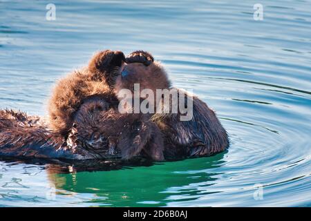 Mutter Seeotter umarmt ihr Baby sehr nah an ihrem Körper und zeigt ihre Liebe. Stockfoto