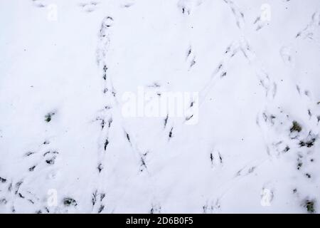 Vogel Fußspuren im Schnee Stockfoto