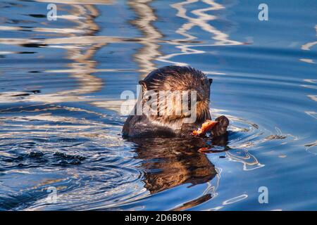 Junger Seeotter, der einen Muschelfisch isst. Stockfoto