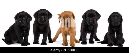 Banner mit schwarzen und blonden labrador Retriever Welpen isoliert auf Weißer Hintergrund Stockfoto