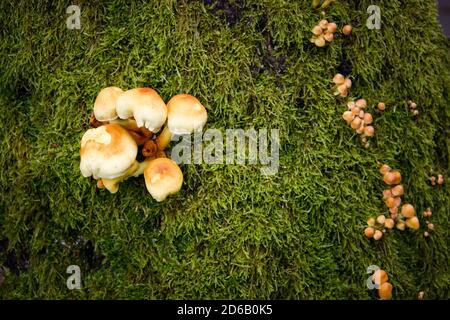 Kleine leichte Pilze, die auf einem Baumstamm wachsen Stockfoto