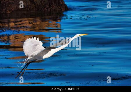 Silberreiher, die von der Oberfläche des Pazifischen Ozeans abheben. Stockfoto