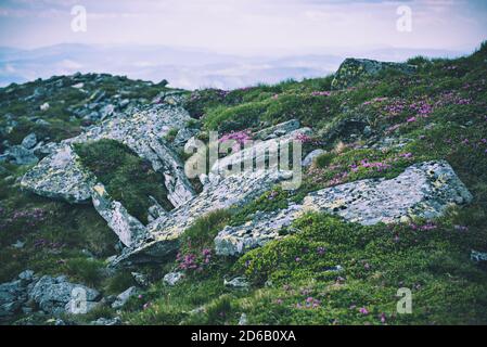 Rosa rhododendron Blumen wachsen in den Bergen mit Felsen, Natur floral background Stockfoto