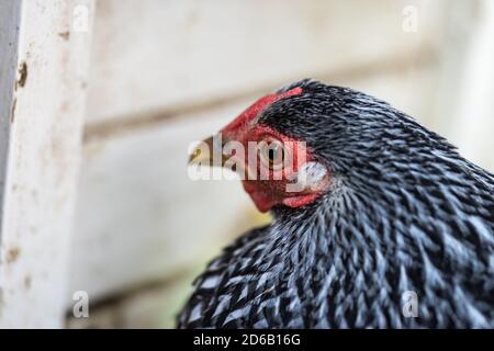 Draufsicht auf ein Wyandotte Bantam Chicken Silber geschnürtes Tier Kopf sitzt auf ihrem Nest Stockfoto