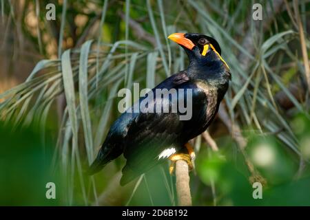 Gemeiner Berg myna - Gracula religiosa, mynah oder Hügel myna oder myna Vogel, häufig in der Vogelzucht gesehen, Mitglied der Sternfamilie Sturnidae, Hügel Regionen Stockfoto