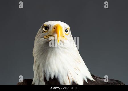 Porträt des Kopfes eines amerikanischen Weißkopfadlers ( Haliaeetus Leucocephalus ) Von unten gesehen aufgenommen in einem Fotostudio Bird of Raubtier Stockfoto