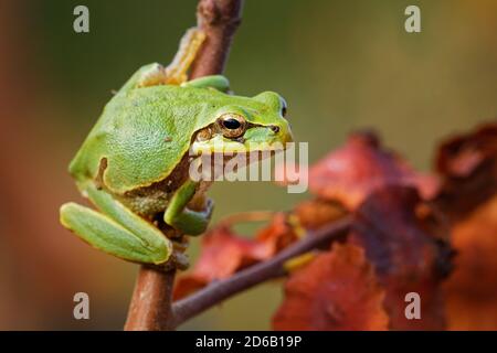 Osteuropäischer Baumfrosch - Hyla arborea orientalis kleiner Baumfrosch, jetzt als separate Spezies anerkannt - intermedia, molleri, meridionalis und Orient Stockfoto