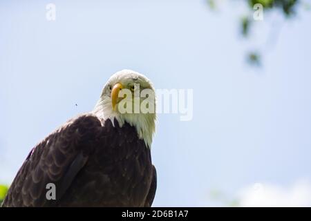 Porträt eines amerikanischen Weißkopfadlers ( Haliaeetus leucocephalus ) Von unten gesehen gegen einen klaren blauen Himmel im Sommer Vogel der Beute Raubtier Stockfoto