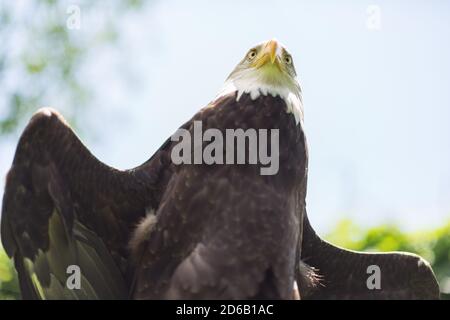 Porträt eines amerikanischen Weißkopfadlers ( Haliaeetus leucocephalus ) Von unten gesehen gegen einen klaren blauen Himmel im Sommer Vogel der Beute Raubtier Stockfoto