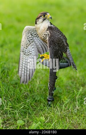 Porträt eines erwachsenen lanner Falken ( Falco biarmicus ) Sitzen mit Flügeln draußen vor einem grünen natürlichen Hintergrund Stockfoto