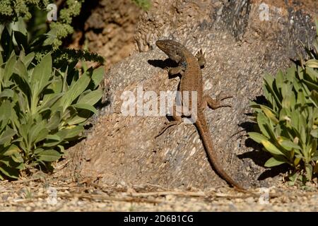 Gallotia galloti - Gallots Eidechse, Teneriffa Eidechse oder Westkanaren Eidechse ist eine Art von Lacertiden Wand Eidechse in der Gattung Gallotia auf dem gefunden Stockfoto