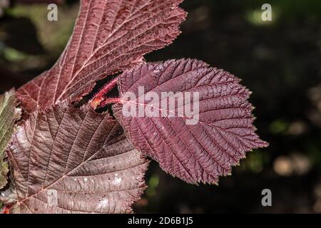 Blätter des roten Blattes Filbert (Corylus maxima 'Rote Zeller') Stockfoto