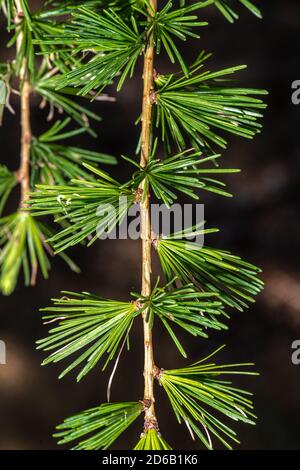 Blätter der westlichen Lärche (Larix occidentalis) Stockfoto
