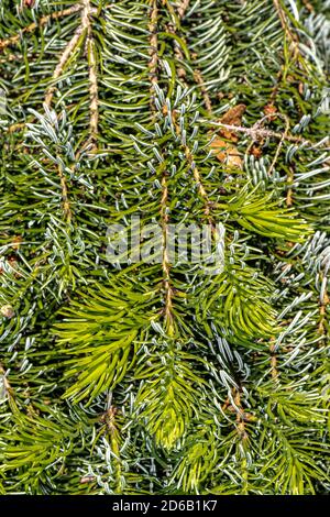 Blätter der weinenden serbischen Fichte (Picea omorika 'Pendula') Stockfoto