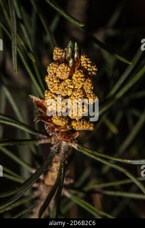 Männliche Kegel der Schottenkiefer (Pinus sylvestris 'Fastigiata') Stockfoto