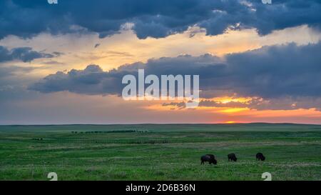 Bison auf der Prärie bei Sonnenuntergang, Badlands National Park, South Dakota. Stockfoto