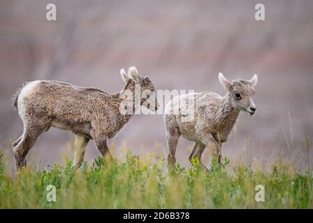 Bighorn Sheep Lambs, Badlands National Park, South Dakota. Stockfoto