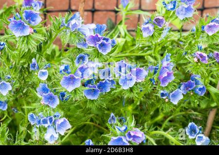 Nahaufnahme von Echium vulgare Blue Bedder Vipers bugloss eine winterharte jährliche - Biennale mit blauen Blüten im Sommer, die selbst Samen reichlich, wenn links.. Stockfoto