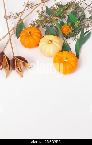 Overhead Foto von Kürbissen, Eukalyptus und Blumen auf weißem Hintergrund Stockfoto