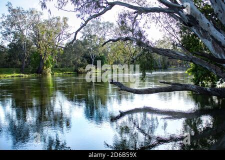 Ruhige Reflexionen von Eukalyptus-Kaugummibäumen im Murray River, der die Staatsgrenze zwischen Victoria und New South Wales, Australien, bildet Stockfoto