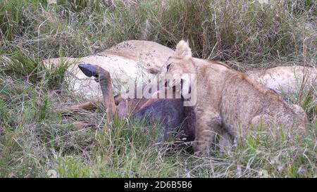 Nahaufnahme eines Löwenjungen, das auf einer toten Topi-Antilope im masai mara National Reserve in kenia, afrika, kaut Stockfoto