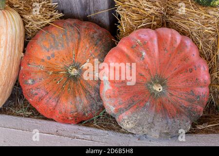 Vorderansicht des Bauernmarktes orange große runde Kürbisse. Hochwertige Fotos Stockfoto