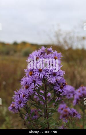Sternhaufen der Neuengland-Aster blüht Raven Glen Forest Preserve in Antioch, Illinois Stockfoto