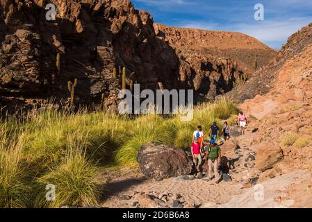 Cactus Valley (Los Cardones Schlucht), Atacama Wüste, Nordchile Stockfoto