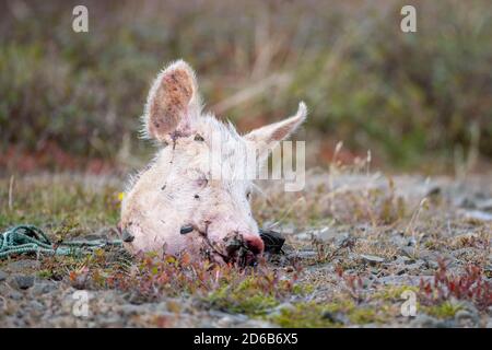 Eine Nahaufnahme des Kopfes eines Schweins mit seinen spitzen haarigen Ohren, geschlossenen Augen, großer Schnauze und den schwarzen Fliegen. Der Kopf des Schweins liegt auf dem Boden. Stockfoto