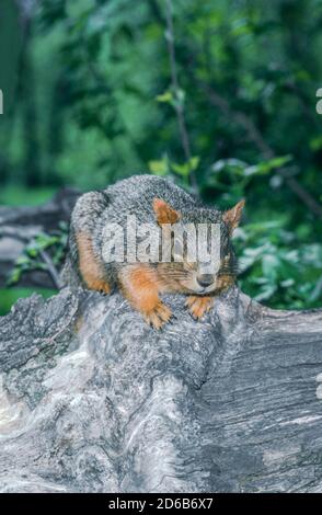 Eastern Fox Squirrel (Sciurus niger) ruht auf Baumwollbaumholz, Bear Creek Greenbelt, Lakewood Colorado USA. Von original Kodachrome Transparenz. Stockfoto