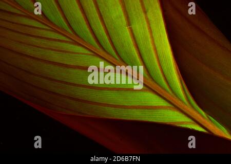 Canna Leaf close-up - grüne Blätter mit roten Adern Stockfoto