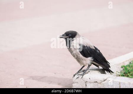 Schwarze Krähe geht auf der Grenze neben grauem Bürgersteig auf dem Hintergrund des grünen Grases mit Kopierraum. Rabe auf dem Bürgersteig. Wilder Vogel auf Asphalt. Raubtier Stockfoto