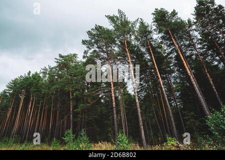 Hohe Kiefern unter bewölktem Himmel. Hintergrund der Kiefernwald Grenze. Textur von Pinery. Wand von erstaunlichen Nadelbäumen bei bewölktem Wetter. Atmosphärisch Stockfoto