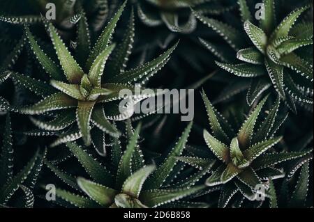 Haworthia fasciata. Nahaufnahme der Sukkulenten. Kaktus. Stockfoto