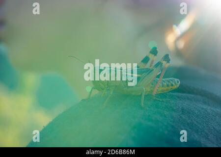 Die Heuschrecke sprang auf die Schulter des Mädchens und sitzt in den Sonnenstrahlen. Ein lebendiges Foto von Natur und Mensch. Kommunikation mit Wildtieren. Stockfoto