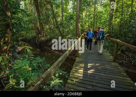 Mulu National Forest Park befindet sich im Miri Bezirk von Sarawak Stockfoto