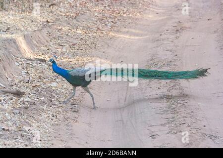 Peacock Überqueren einer ländlichen Straße in Bandhavgarh National Park in Indien Stockfoto