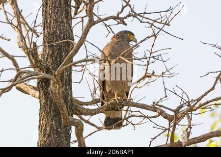 Crested Schlange Eagle auf der Suche nach Beute in Bandhavgarh National Park in Indien Stockfoto