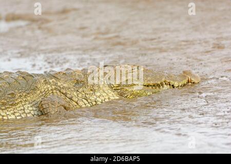 Kopf eines Mugger Crocodile auf der Kabini River in Nagarole Nationalpark in Indien Stockfoto